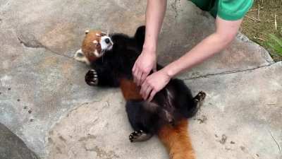 Red panda bellyrub; recorded this at Ocean Park, Hong Kong. Wanted to share! Honestly I don&rsquo;t think I&rsquo;ve been this happy, ever.