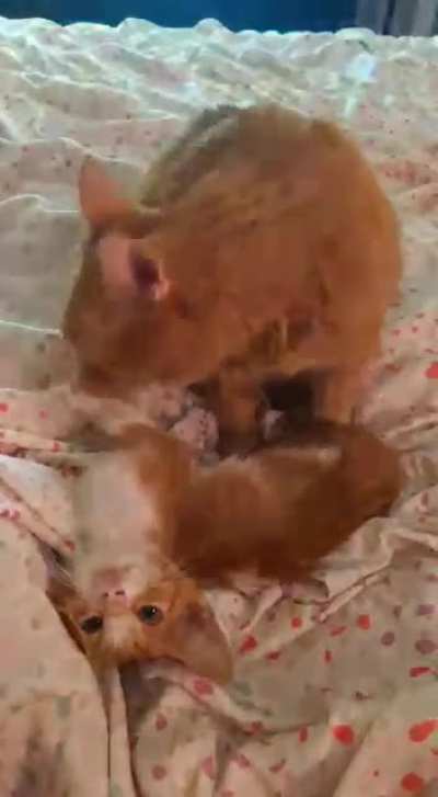 Found a near death kitten today. My cat (who has never had kittens) took to her immediately. ❤️