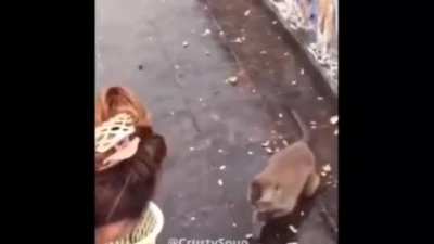 What a skillful collector