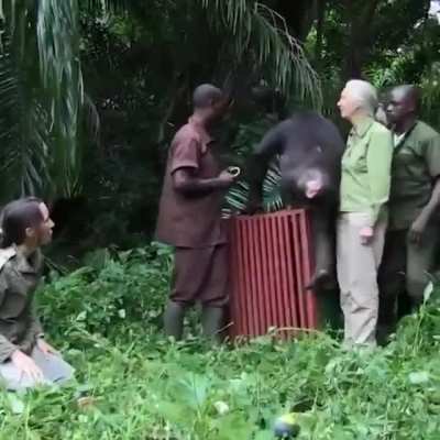 🔥 Rehabilitated Chimpanzee named Wounda showed gratefulness to Jane and team upon release back to the wild.