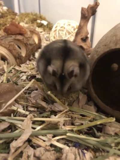Note to self: don&rsquo;t&rsquo; try to balance on top of a grain ball when eating them