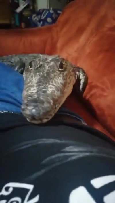 I&rsquo;m confused How anyone can let it get this close
