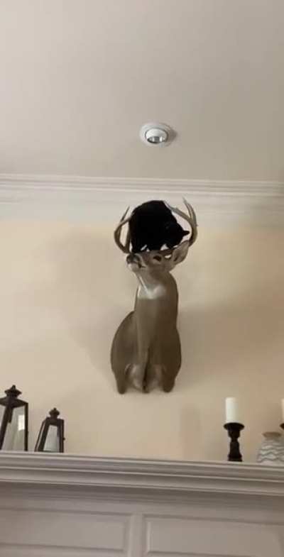 Cat climbs onto mounted deer, what could go wrong?