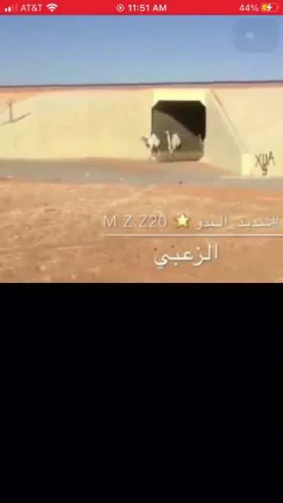 Here is a Funie camel video I found