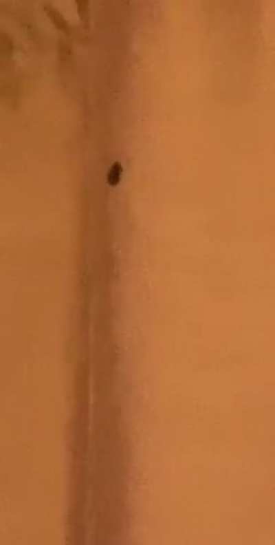 Bug
