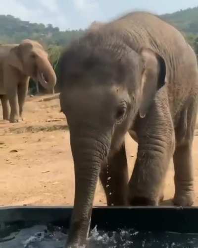 Cute baby elephant drinking water