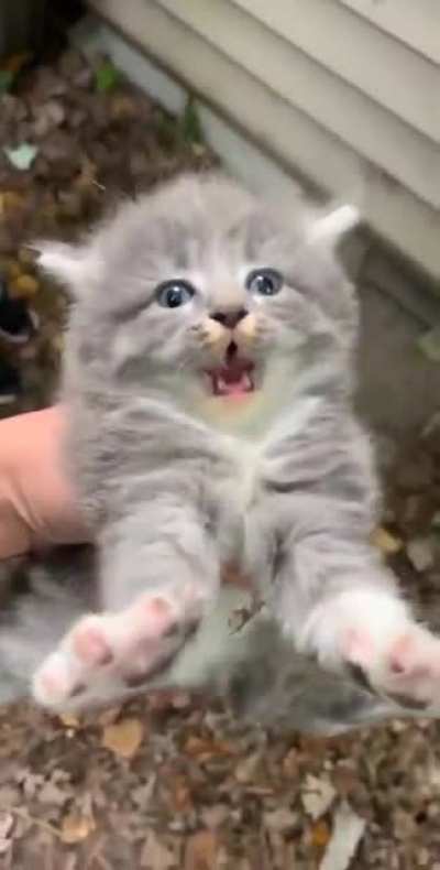 Angy kitty