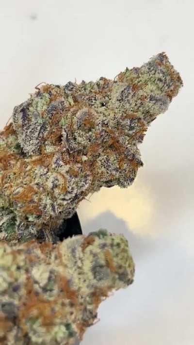 glitterbomb ((grape gas #10 x (OG kush breath x blueberry headband))— gassy, fruity, wine, and hot rubber. stupid heavy 