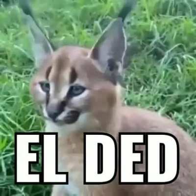 El ded
