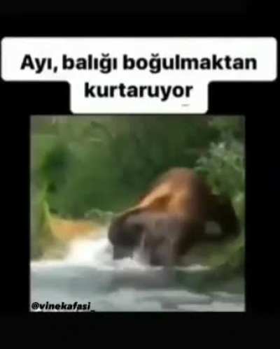 Aman yarabbi. Tam ibretlik bir olay. Ayı bile balığa yardım ediyor ama biz insalar birbirimize yardım dahi edemiyoruz sen bizleri bağışla yarabbi 🤲🏿🤲🏻🙏🙏🙏🙏🌹