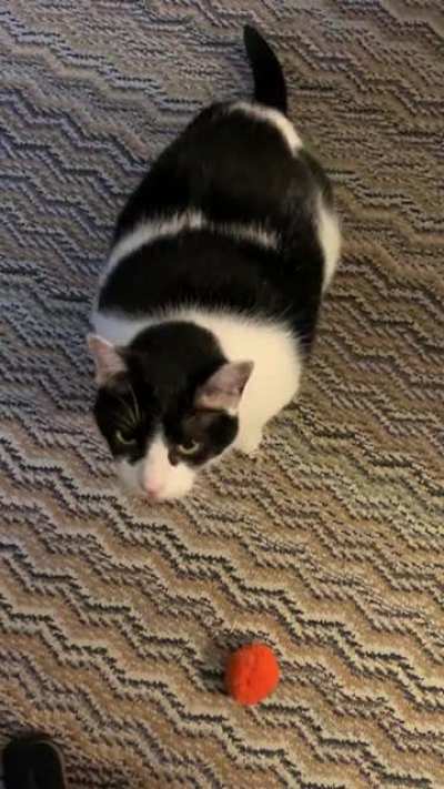 Fatty brought me her latest &lsquo;kill&rsquo;.....