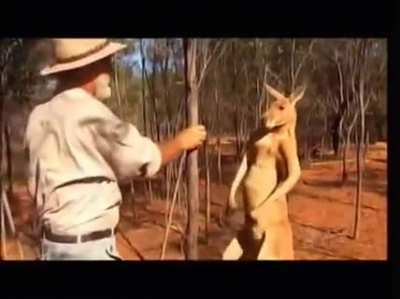 Australian wildlife filmmaker demonstrates how kangaroos seize up opponents, and how to let a kangaroo know that you come in peace.