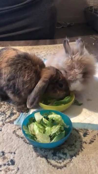 They’ve been brother and sister for a whole week and bonding is going very well 🥰
