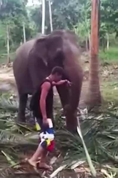 Walking in front and touching the trunk of an elephant that&rsquo;s eating