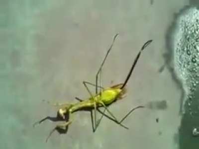 Spraying a Praying Mantis with water.