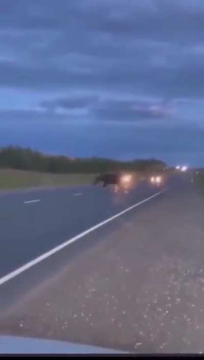Moose ran right in front of the car