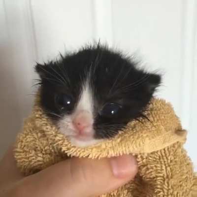 Illegally Smol Rawr