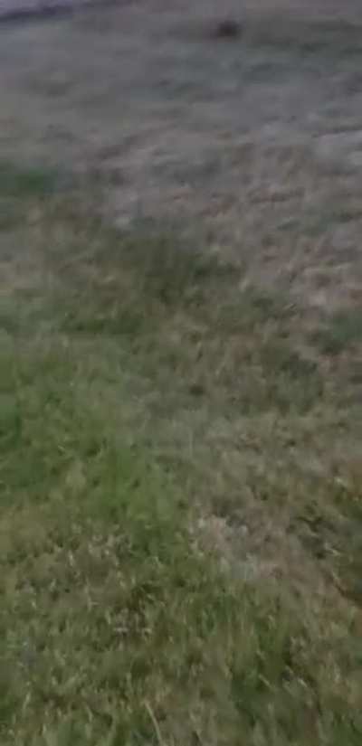 Rabit