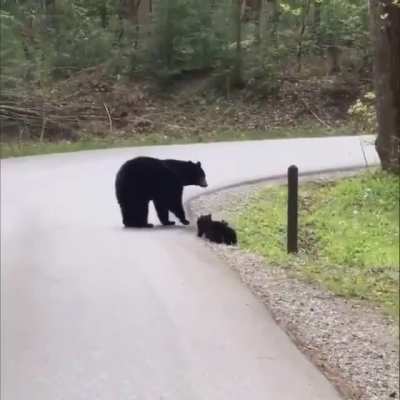 Mommy bear with her four cubs..