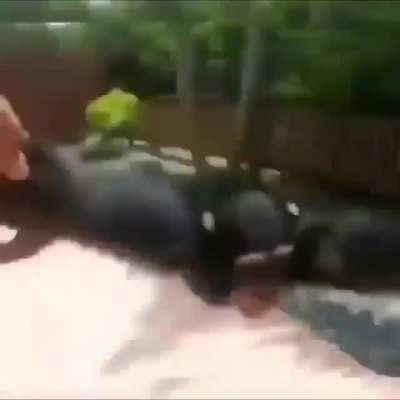 jaja monki