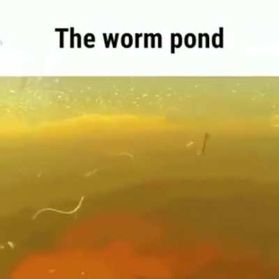 worm rule