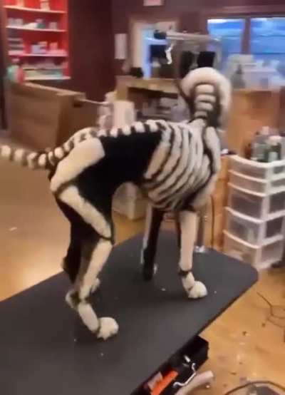 Dog&rsquo;s Halloween cut