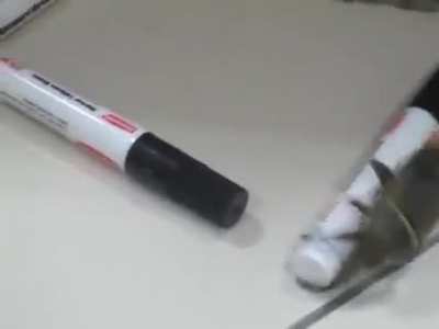 Winged insects shouldn&rsquo;t exist