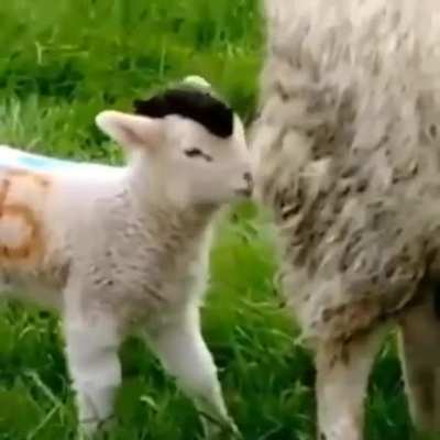 Baba white sheep