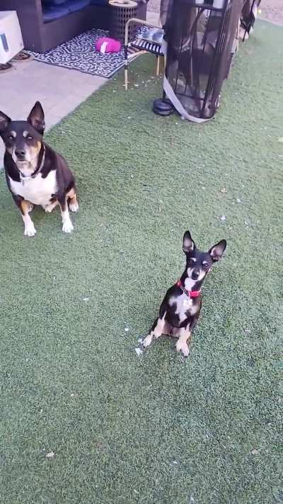 My Dogs!