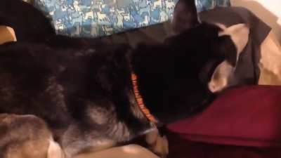 Husky refuses to look at owner but can't refuse to Sing her favorite song
