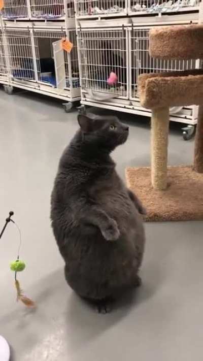 l&ouml;&ouml;ps br&oslash;ther