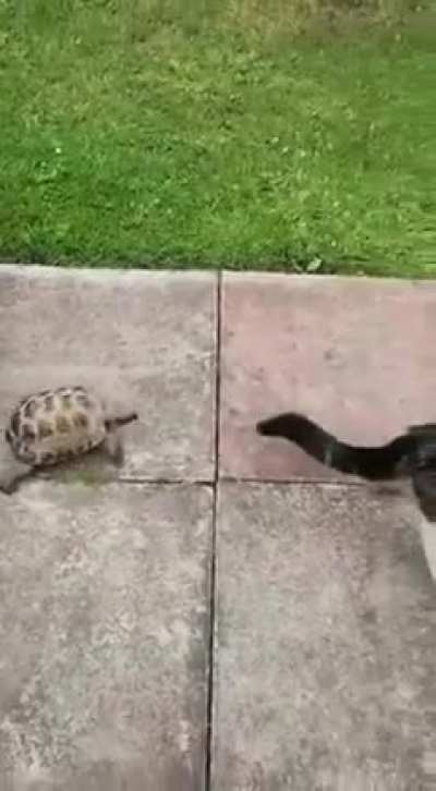 The tortoise and the cat