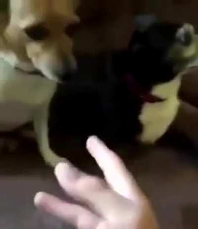 Za Hando