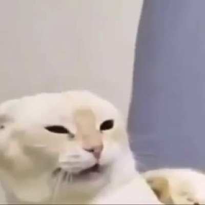 🐈🐈🐈