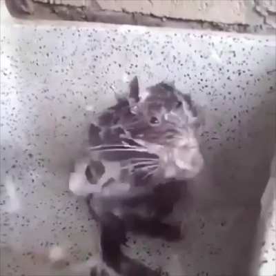 Rat