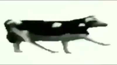 Cow