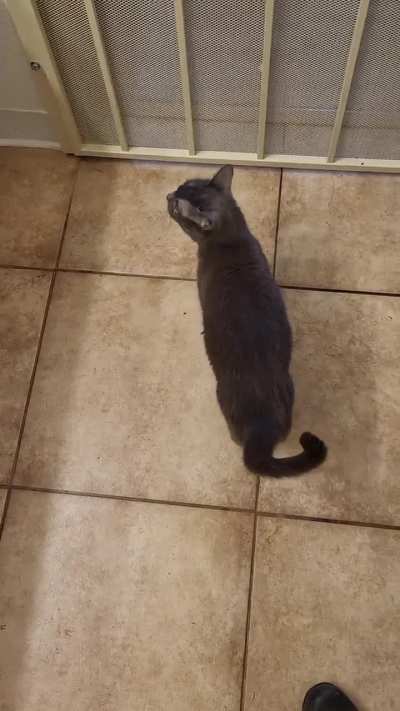 This cat is a talker! She was rescued from a house fire.