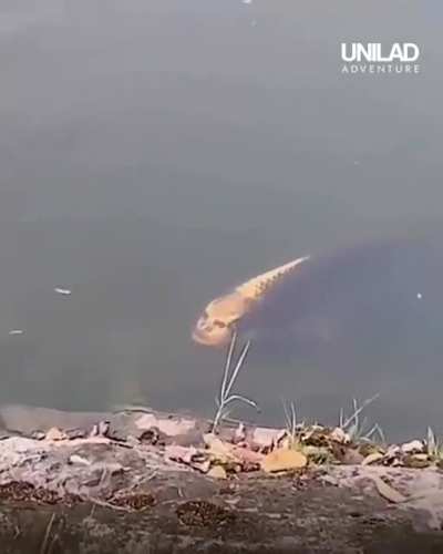 Fish with a human face 