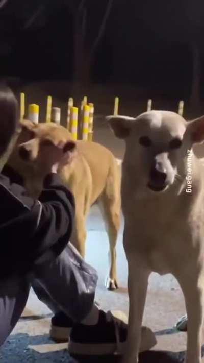 Drunk Chinese Girl &amp;amp; Stray Dogs