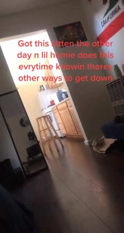 Kitten surprise at the end.
