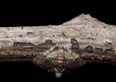 "Dolophones" is a genus of spider found primarily in Australia that is known for its incredible camouflage. Known as "wrap-around spiders", these members of the Araneidae family spend their days wrapped around branches or flattened on tree bark.