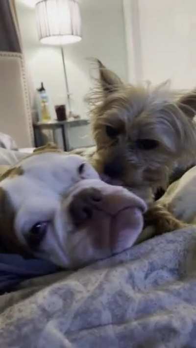 Every AM &amp;amp; PM my Yorkie cleans his sister&rsquo;s face / wrinkles