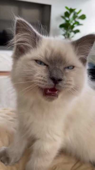 This is my 4 month old Kitten Indigo ☺️ she often cries and purrs at the same time, anyone else’s Raggie send out mixed messages like this?!
