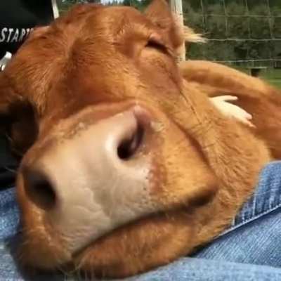 Is my apartment to small to get a cow?
