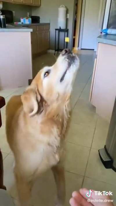 Treat time