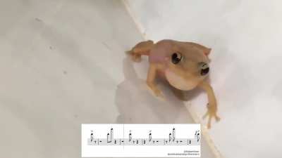 Sapo cantante &amp;lt; 3 QWQ
