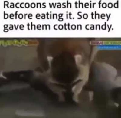 cotton candy