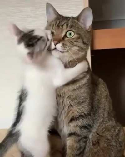 &ldquo;Have a kitten they said, it'll be fun they said&rdquo;