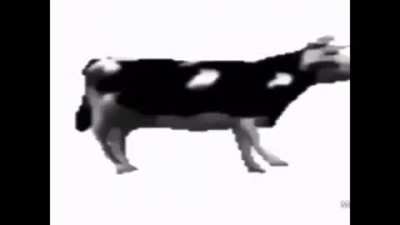 Despreocúpate y mira a una vaca bailando música rusa