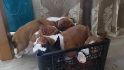 Тихий послеобеденный сон. (Basenji)